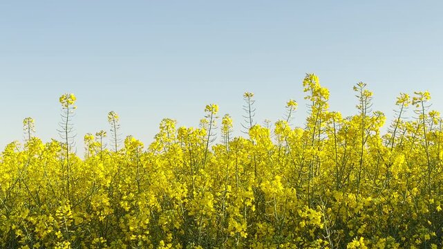 Vibrant yellow flowers grow tall under a peaceful blue sky. The blooming field feels cheerful and full of life in the spring sun. This sunny landscape brings a sense of joy and fresh energy.