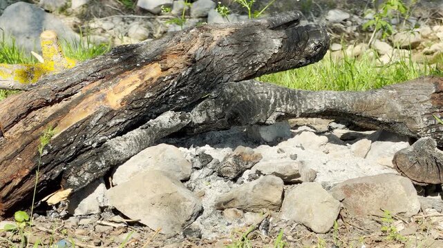 Charred wooden logs rest silently over a bed of grey ash and rough stones. The sunlit scene feels still and lonely, marking the quiet remains of a fire in the bright outdoors.