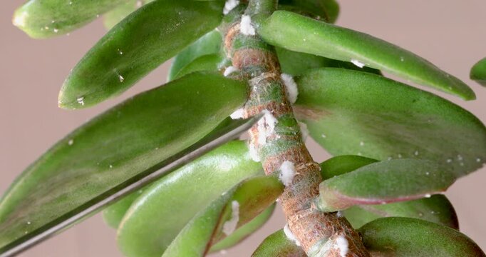 Removing Mealybugs from Crassula Ovata Plant Leaves with Metal Tool, Close Up of Pest Infestation and Ecological Control.
