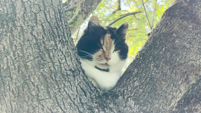 A calico cat sleeps peacefully tucked inside a tree fork. Gentle bird songs drift through the air. A low city hum provides a steady, distant background drone.