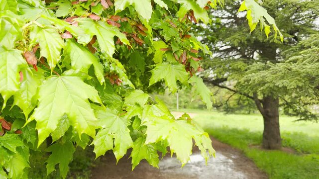 Raindrops tap rhythmically against the broad green leaves. Water drips steadily from the branches into the muddy trail puddles below with a soft splashing sound.