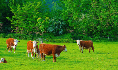 Fototapeta premium Domestic cows in a green hilly meadow along trees in sunlight in springtime, Voeren, Limburg, Belgium, May, 2026