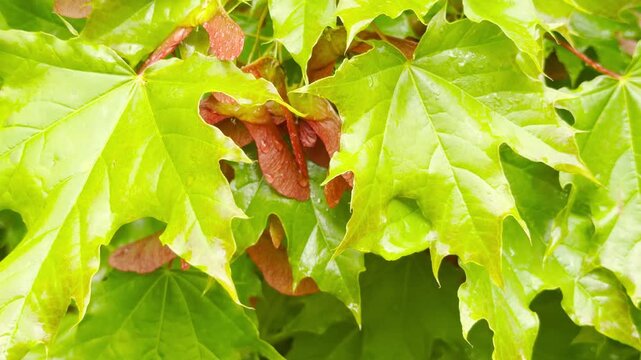 Lush green Maple leaves and red seeds catch falling raindrops. The steady rain creates a soothing, heavy pattering sound against the broad leaves. This scene feels calm and deeply refreshing.