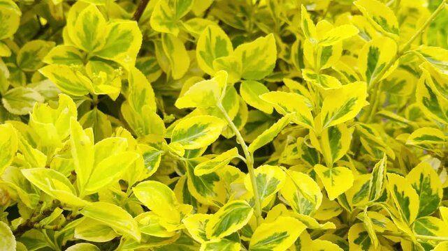 Bright Euonymus leaves capture falling raindrops in a quiet garden. The light rain creates a soft, rhythmic tapping sound against the waxy foliage. This lush scene feels peaceful and refreshing.