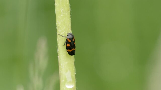 Red-and-Black Froghopper on Green Stem &ndash; 4K Slow Motion Macro, Blood Cicada, Linz