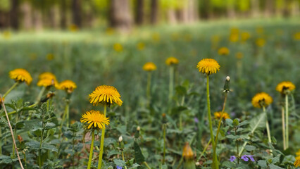 Yellow dandelion flower in grass, spring nature background. © Mykola