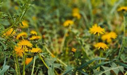 Yellow dandelion flower in grass, spring nature background. © Mykola