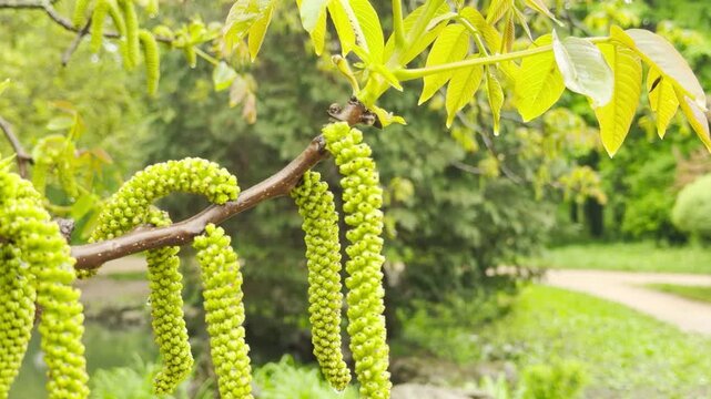 Raindrops strike the walnut leaves and catkins. This action creates a soft, rhythmic pattering sound. The water then drips onto the grass with a light, wet tapping.