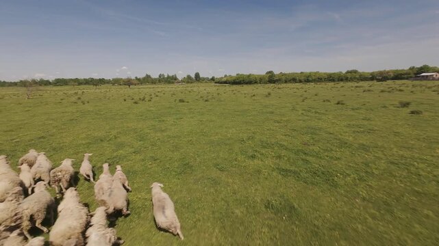 4K FPV drone footage of a flock of sheep running across a green meadow in real-time. High-speed aerial pursuit and proximity flying following domestic animals on a sunny day.