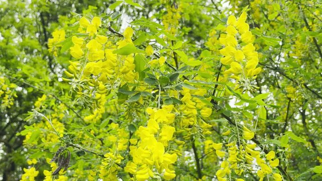 Raindrops fall onto the yellow flower clusters and green leaves. This action creates a soft, rhythmic pattering sound. The water then drips away with a light, wet tapping.
