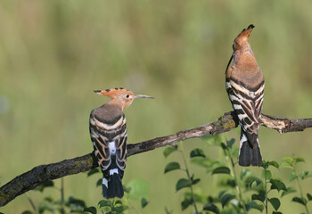 A detailed portrait of two Eurasian Hoopoes (Upupa epops) sitting side by side, isolated on a blurred background. © VOLODYMYR KUCHERENKO