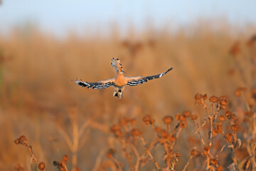 Eurasian Hoopoe (Upupa epops) in flight during soft morning light, isolated on a blurred background. © VOLODYMYR KUCHERENKO