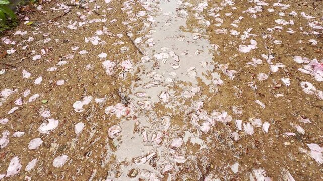 Pink petals fall silently onto a wet gravel path. The damp earth softens the distant city hum while melodic birds chirp in the green bushes. This creates a peaceful, rhythmic atmosphere.