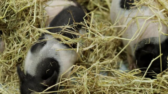 Cute Little Piglets Playing Together on Straw in Farm Barn