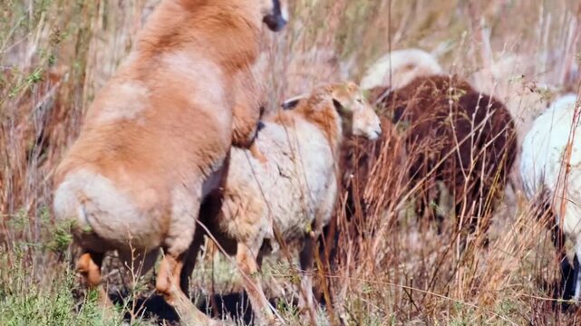 ram inseminating sheep medium shot in pasture, ovine breeding process in rural field environment with fertilization activity and livestock reproduction in agricultural setting