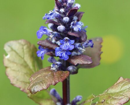 Ajuga reptans (blue bugle, bugleherb, bugleweed)