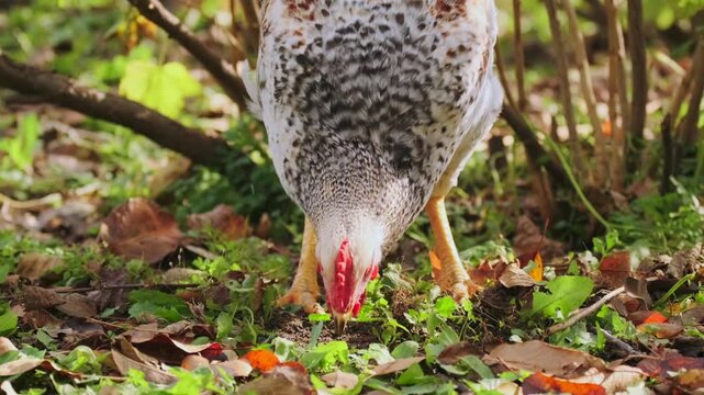 Chicken pecking ground from front view with direct perspective, focused feeding behavior and symmetrical composition, natural farm setting with leaves and grass, authentic rural poultry scene