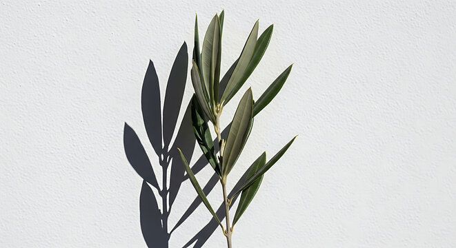 Minimalist Olive Branch with Green Leaves Casting a Sharp Shadow Against a White Textured Wall in Bright Mediterranean Sunlight Botanical Aesthetic Nature Background