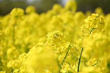 Fototapeta premium 長池憩いの森公園に咲く菜の花（新潟県胎内市）