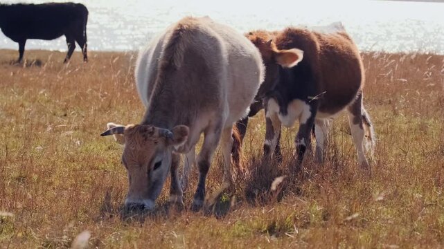 calves grazing in field rear view shot, young animals feeding on dry grass near lakeside pasture with herd in background, rural farming environment showing natural livestock behavior