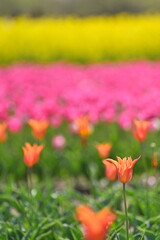 Fototapeta premium 長池憩いの森公園のチューリップフェスティバル（新潟県胎内市）
