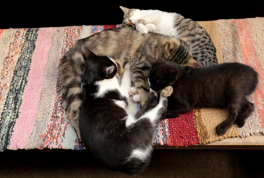 cats sleeping in a bunch, curled up