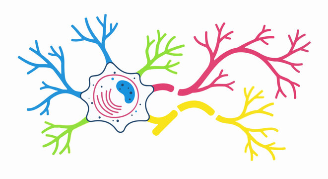 Stylized neuron with colorful branching dendrites and axon