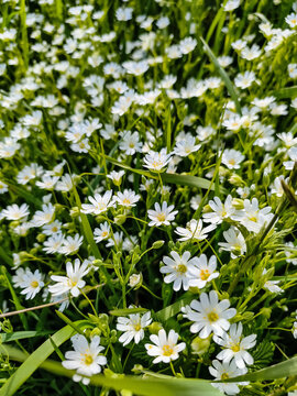 white flowers background
