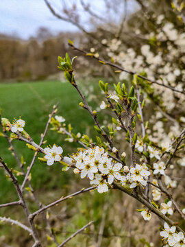 blooming cherry tree