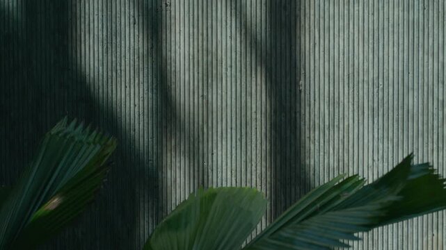 Light wall with vertical texture shows soft shadows from plants, green leaves appear below with gentle sunlight, scene feels calm and natural with simple modern style