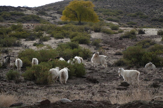 Cabras patagonia chivos