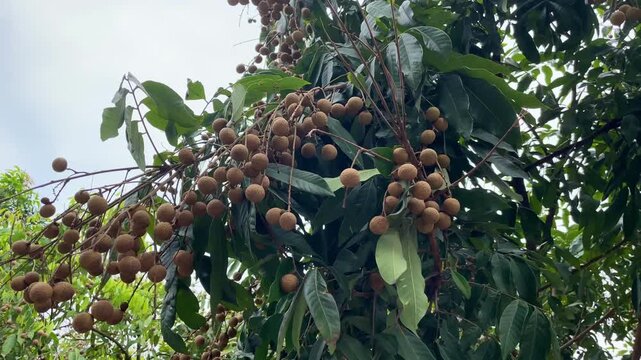 Dimocarpus longan fruit clusters filmed on a tree in Vietnam, showing brown longans and green leaves for tropical agriculture footage.