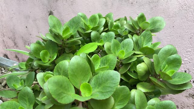 Green Kalanchoe pinnata leaves filmed in Vietnam, showing thick succulent foliage for medicinal plant, garden, and botanical footage.