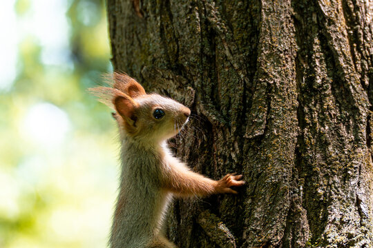Adorable juvenile Eurasian red squirrel (Sciurus vulgaris) bravely climbing a tree trunk in a spring forest. A curious young kit recently left its nest to explore the wild nature on its own.