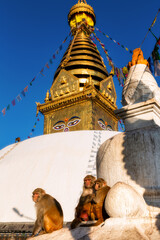 Swayambhunath Stupa with monkeys in foreground, Kathmandu, Nepal © Kim