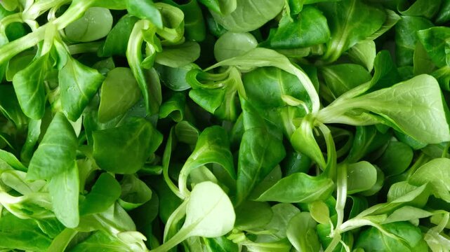 Organic green corn salad background top view