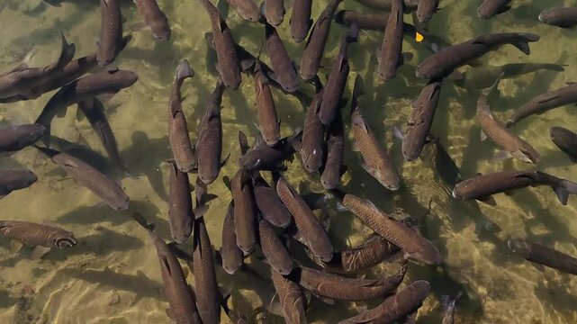 dense school large, dark fish carp swimming together in clear, shallow water river, viewed from above, creating dynamic and natural pattern with their collective movement.