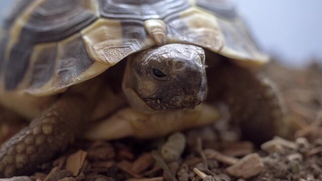 Detailed close-up of a land tortoise resting inside a home terrarium, showing shell texture, natural behavior and a calm reptile environment.