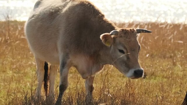 calf grazing in field side view shot, young animal feeding on dry grass near lakeside pasture, rural farming environment with natural livestock behavior and agricultural life setting