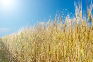 Obraz premium Golden wheat field stretching toward a bright blue sky with sun flare, summer agricultural landscape and harvest concept