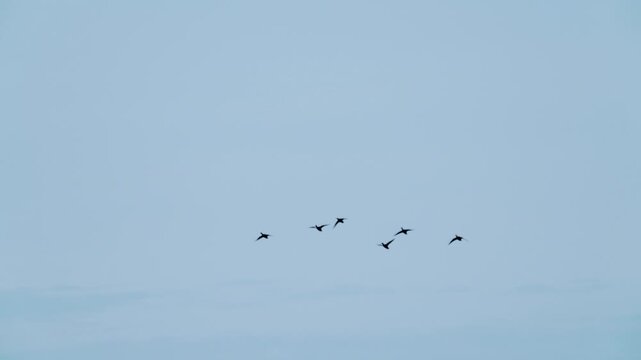Birds fly against a blue sky. Slow motion.
