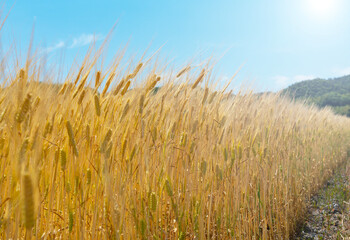 Obraz premium Golden wheat field under a bright blue sky with sun flare and mountains, rural landscape at harvest time