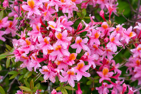 Gartenazalee mit &uuml;berbordender Bl&uuml;te