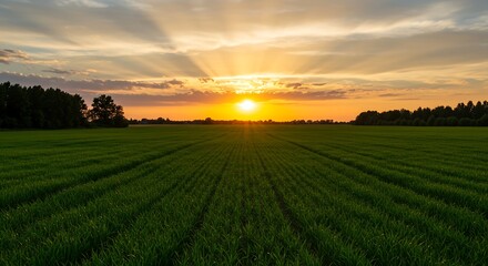 Obraz premium Vibrant sunset casting golden rays over a lush green agricultural field with distant treeline