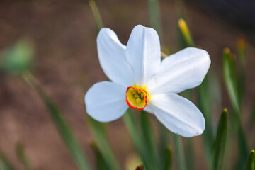 Fototapeta premium ​An elegant white daffodil flower with a bright yellow and red center blooms in a spring garden against a blurred soil background.