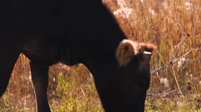 Cow grazing grass on meadow, domestic livestock feeding in rural countryside environment with natural farm landscape and typical agricultural animal behavior outdoors
