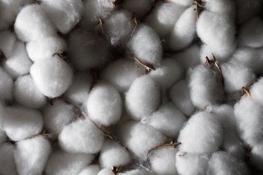 Cotton boll fluffy fibers сlose-up. White cotton fibers are highlighted, giving a sense of purity and natural softness texture. Cotton before it's processed for textiles and other uses.