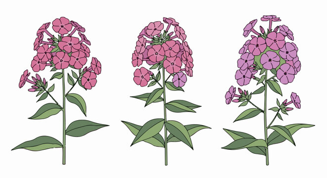 Three stylized pink and purple phlox flowers with green leaves