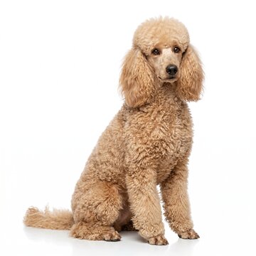 Apricot poodle sitting on white studio.