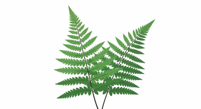 Two green fern fronds with serrated leaves on white background